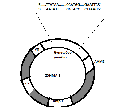 sxima2